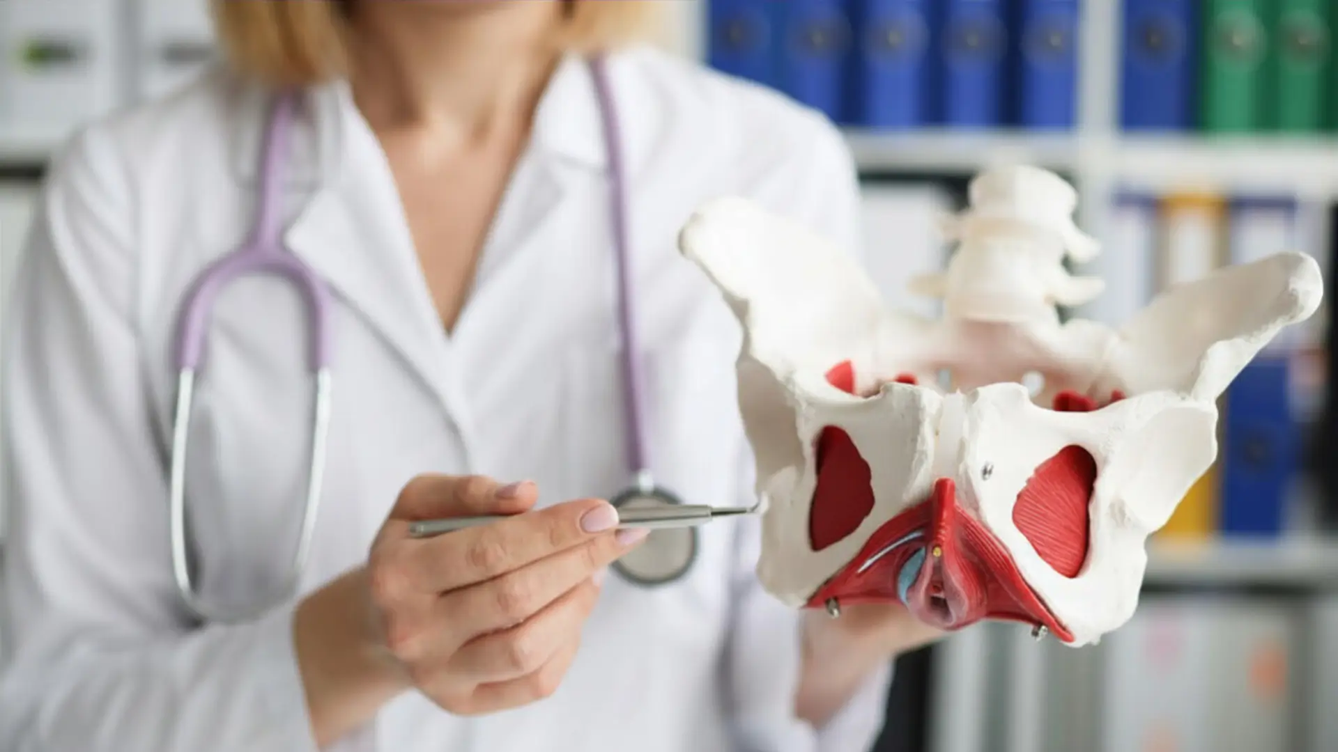 A healthcare professional in a white coat with a purple stethoscope holds an anatomical model of a human female pelvis, pointing to a specific area with a metal medical tool.